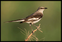 Mockingbird