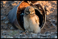 Burrowing Owl - Day 7 Out Of Nest