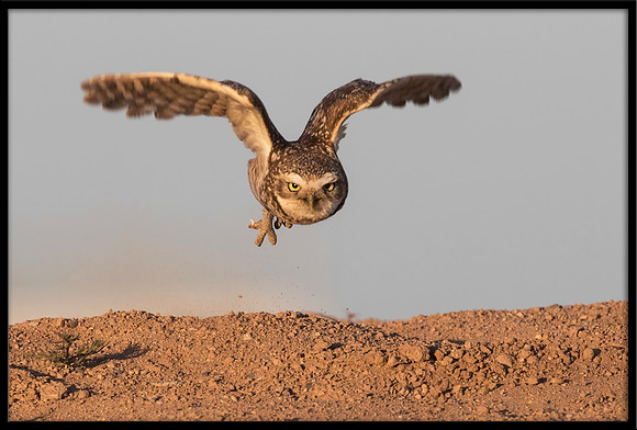 Burrowing Owl