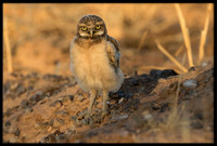 Burrowing Owl - Day 6 Out Of Nest