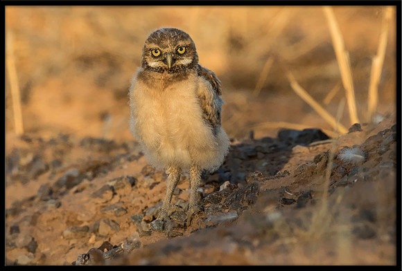 Burrowing Owl - Day 6 Out Of Nest