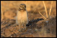 Burrowing Owl - Day 6 Out Of Nest
