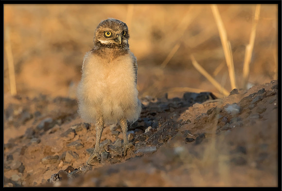 Burrowing Owl - Day 6 Out Of Nest
