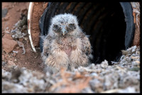 Burrowing Owl - Day 1 Out Of Nest