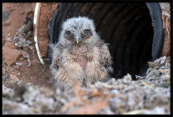 Burrowing Owl - Day 1 Out Of Nest