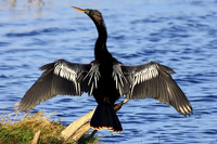 Anhingas