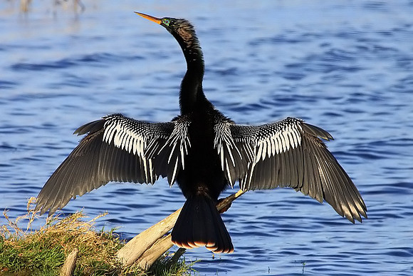 Anhinga drying wings