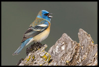 Lazuli Bunting