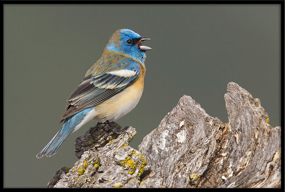 Lazuli Bunting