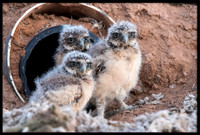 Burrowing Owl - Day 5 Out Of Nest