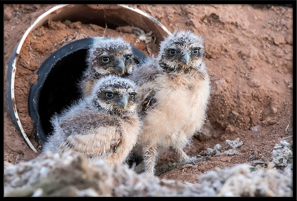 Burrowing Owl - Day 5 Out Of Nest