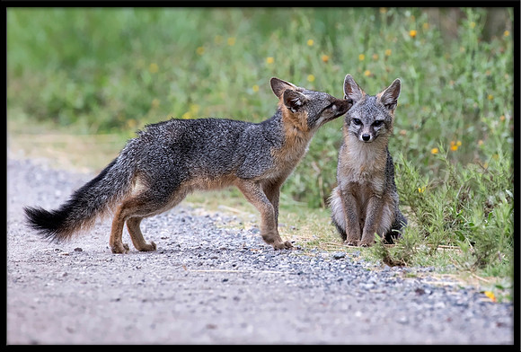 Grey Fox