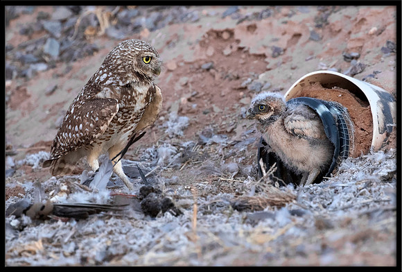 Burrowing Owl - Day 1 Out Of Nest
