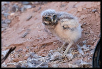 Burrowing Owl - Day 1 Out Of Nest