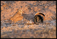 Burrowing Owl - Day 1 Out Of Nest