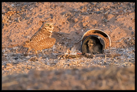 Burrowing Owl - Day 1 Out Of Nest