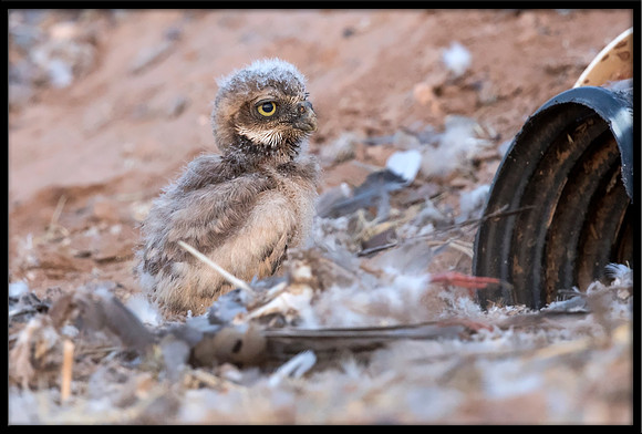 Burrowing Owl - Day 3 Out Of Nest