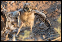 Burrowing Owl - Day 5 Out Of Nest