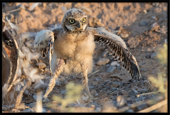 Burrowing Owl - Day 5 Out Of Nest