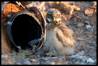 Burrowing Owl - Day 5 Out Of Nest