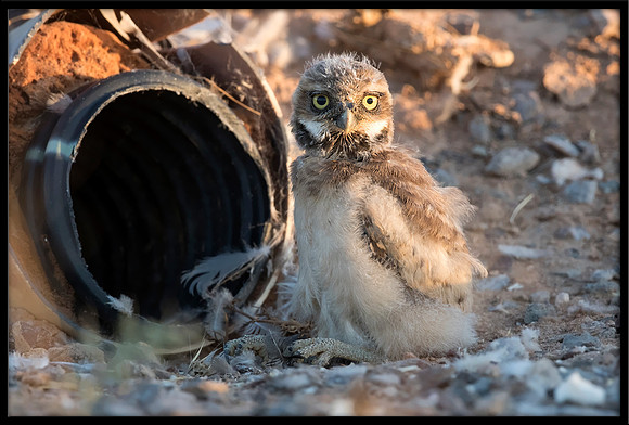 Burrowing Owl - Day 5 Out Of Nest
