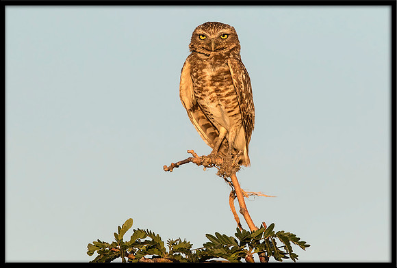Burrowing Owl