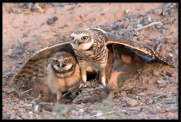 Burrowing Owl - Day 8 Out Of Nest