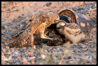 Burrowing Owl - Day 8 Out Of Nest