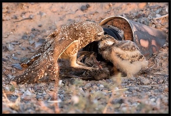 Burrowing Owl - Day 8 Out Of Nest