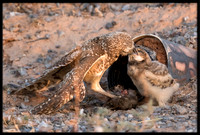 Burrowing Owl - Day 8 Out Of Nest