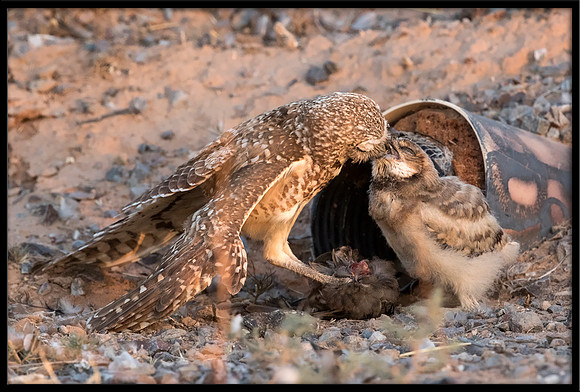 Burrowing Owl - Day 8 Out Of Nest