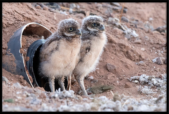 Burrowing Owl - Day 8 Out Of Nest