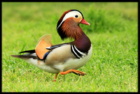 Mandarin Ducks