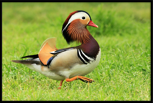 Mandarin Duck