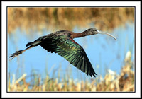 Glossy Ibis