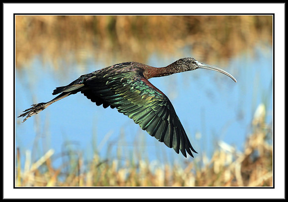 Glossy Ibis