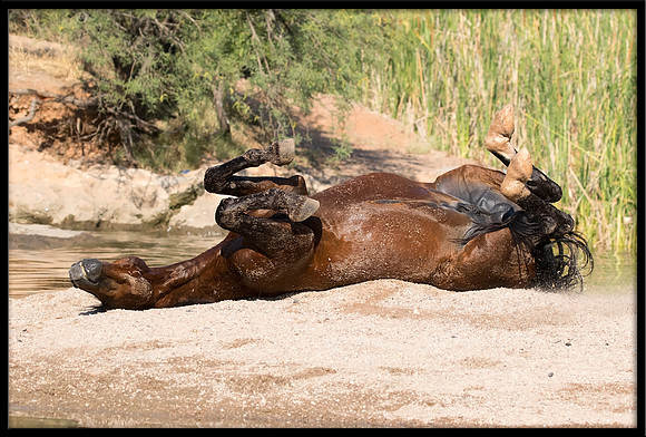 Salt River Wild Horse