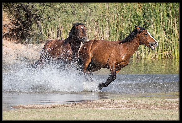 Salt River Wild Horse