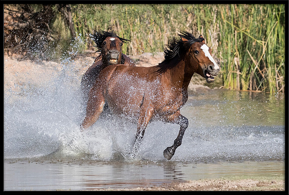 Salt River Wild Horse