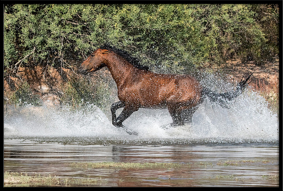 Salt River Wild Horse