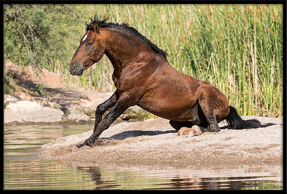 Salt River Wild Horse
