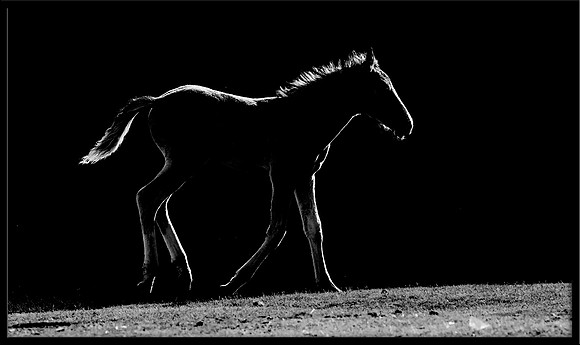 Salt River Wild Horse