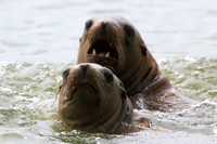Sea Lion parent and pup