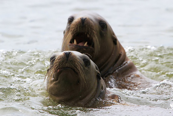 Sea Lion parent and pup