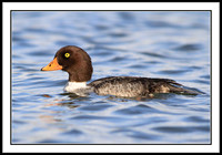 Barrows Goldeneye (female)