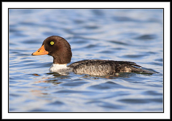 Barrows Goldeneye (female)