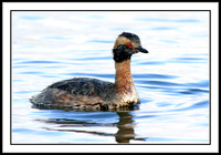 Horned Grebe