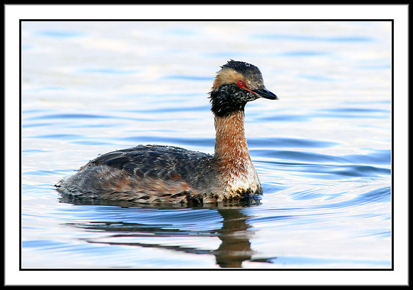 Horned Grebe