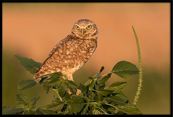 Burrowing Owl