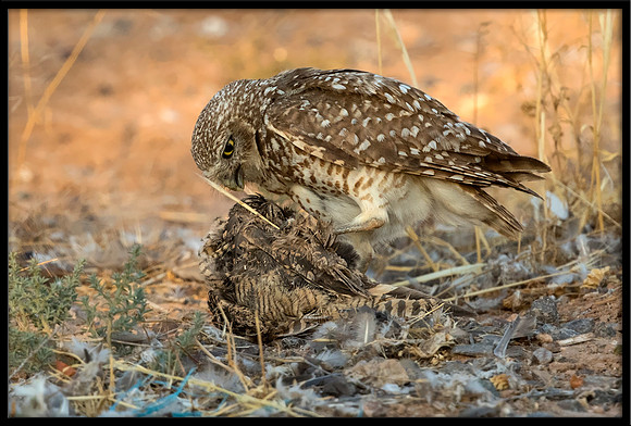 Burrowing Owl With Cooper's Hawk Prey